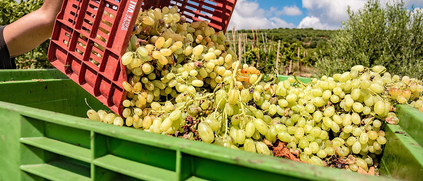 Σε εξέλιξη ο τρύγος οινοστάφυλων, πρωιμότητα φέτος και μειωμένες ποσότητες