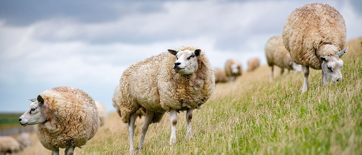 100 κατηγορούμενοι σε δίκες για απάτη με βοσκοτόπια, αντιμετωπίζουν 5ετή ποινή φυλάκισης