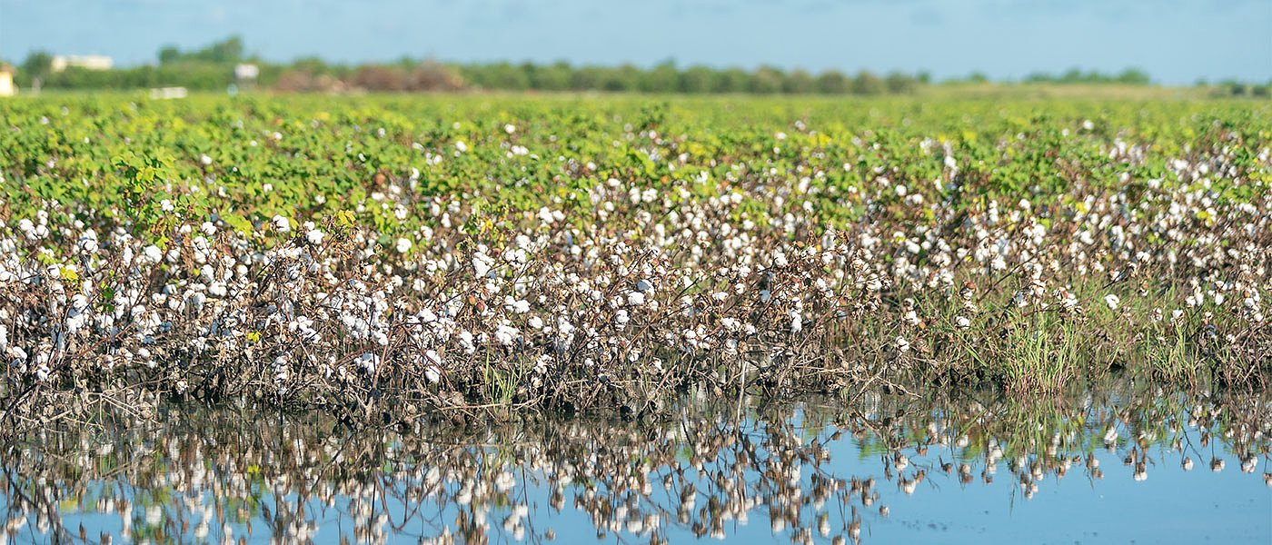 Οι κακοκαιρίες μπλόκαραν την συγκομιδή βάμβακος, προβλήματα σε όλη τη χώρα
