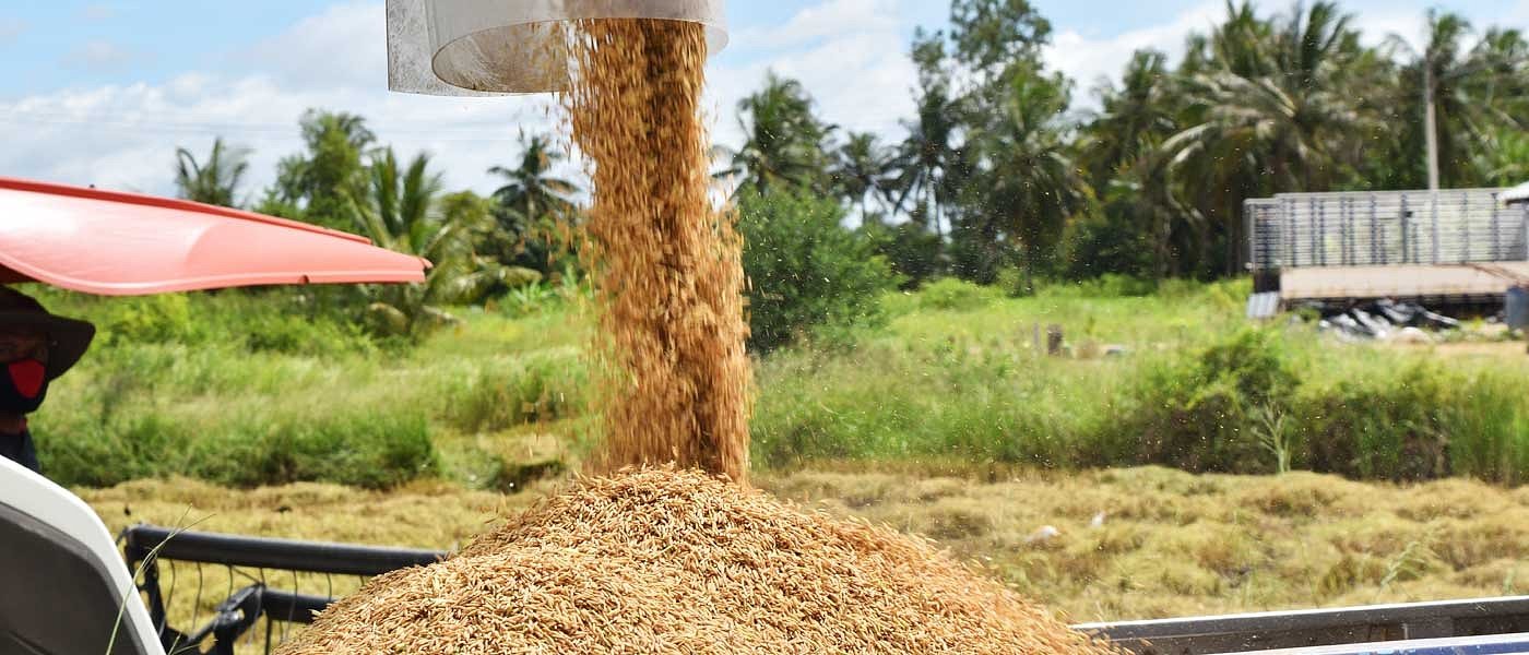 Σκληρό σιτάρι: Λιγοστές πράξεις, σταθερά υψηλότερες από πέρσι οι τιμές