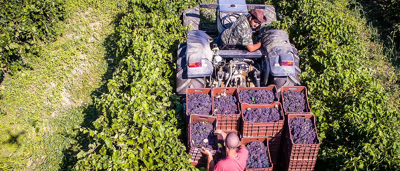 Παράταση ημερομηνίας παράδοσης ξηρής σταφίδας στις μεταποιητικές