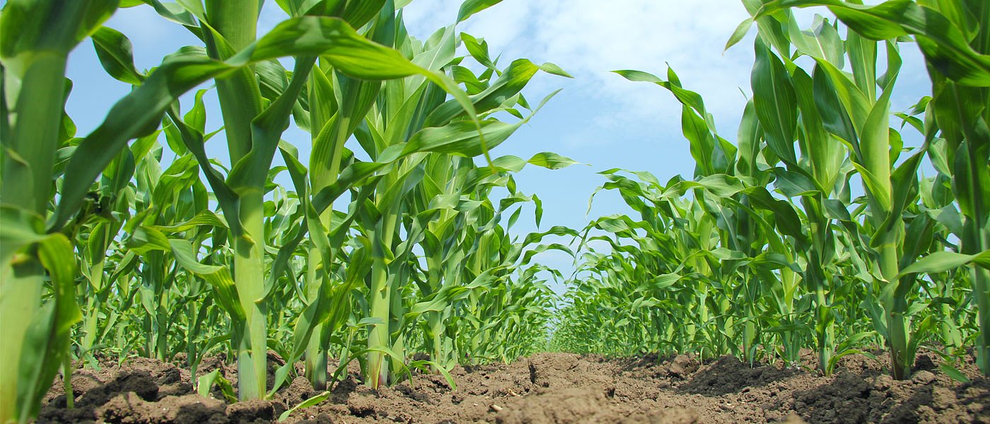 Ώθηση στο ντόπιο καλαμπόκι μπορεί να δώσει η κινητικότητα στο αιγοπρόβειο γάλα