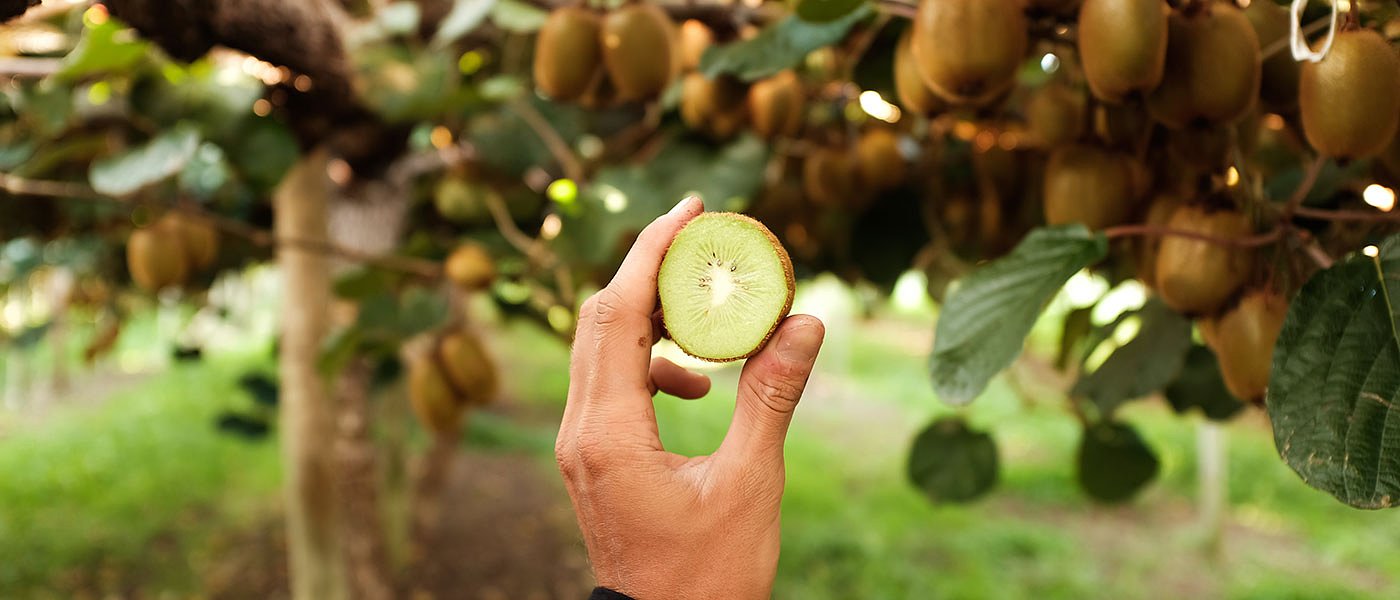 Κρατικές ενισχύσεις για το 2023 σε ακτινίδια, αμύγδαλα, λεβάντα, φασόλια, με μια δήλωση