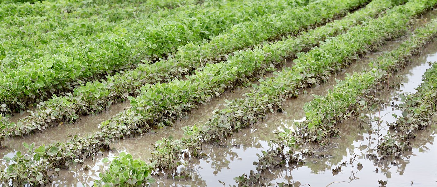 Σχέδιο ανάκαμψης για τους πληγέντες αγρότες της Εύβοιας ζητά η ΝΕΑ ΠΑΣΕΓΕΣ