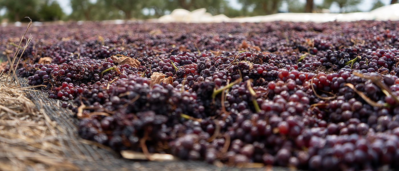 70 λεπτά τιμή παραγωγού με 1,40 τιμή κόστους η κορινθιακή σταφίδα πάει για τίτλοι τέλους