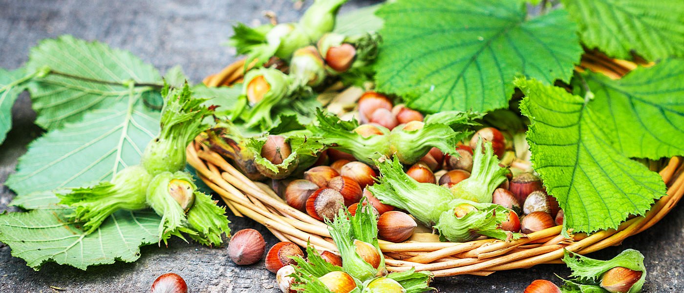 Σε έλλειψη το φουντούκι, στα ύψη οι τιμές παραγωγού ενώ αυγατίζουν και οι εκτάσεις