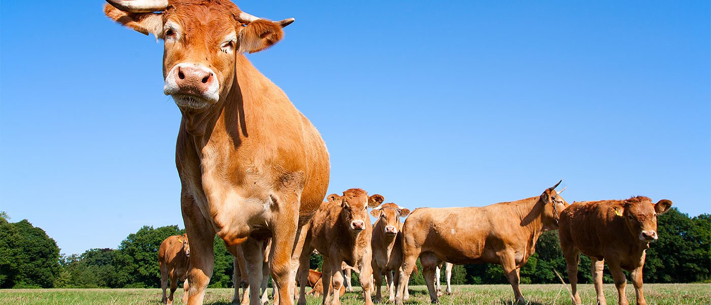 Από 4 μέχρι 5 ευρώ η τιμή παραγωγού βόειου κρέατος, τα εισαγόμενα καθορίζουν τις τιμές