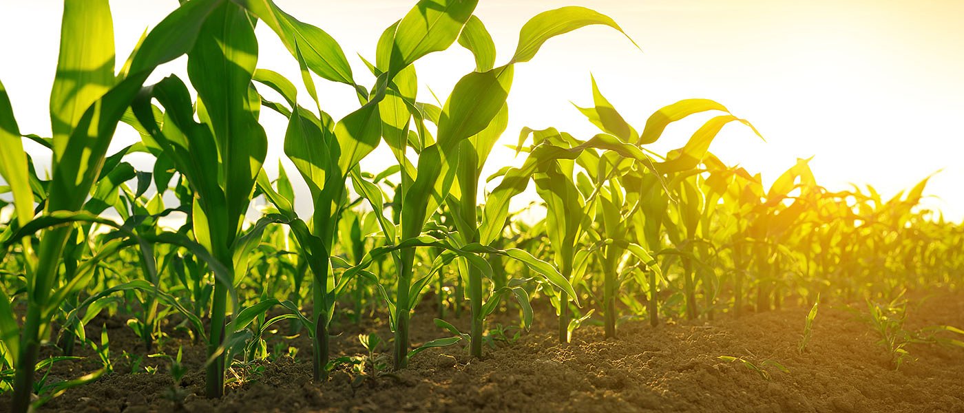 Καλαμπόκι: Ζημιές από τον καιρό και προβληματισμός για τη μείωση των κοπαδιών