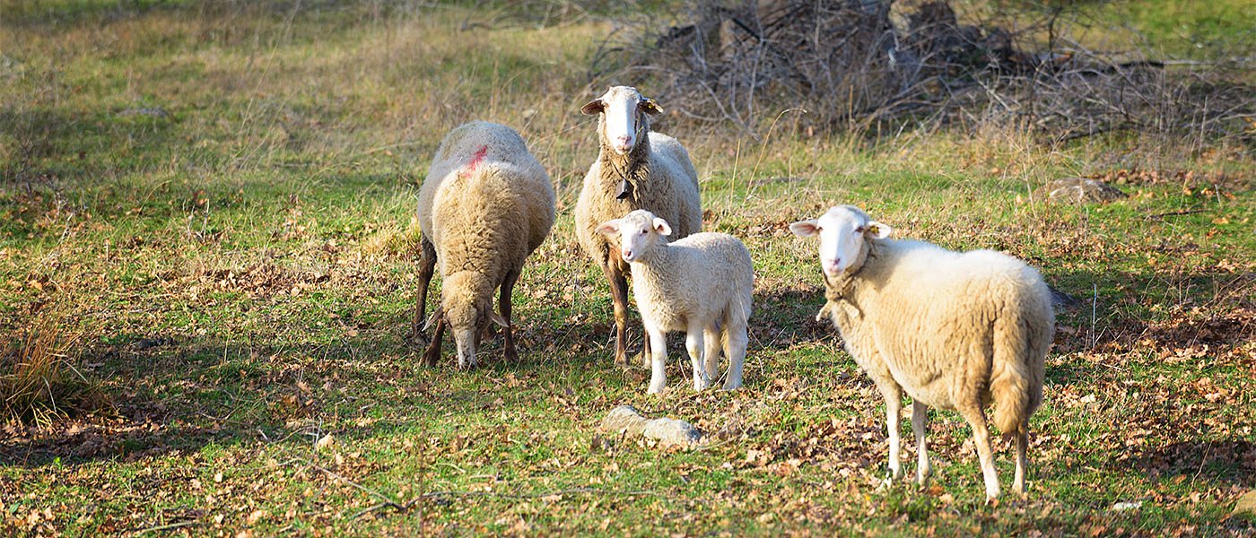 5 εστίες πανώλης στη Δυτική Ελλάδα, ισπανικά και ρουμάνικα αρνιά στην ελληνική αγορά