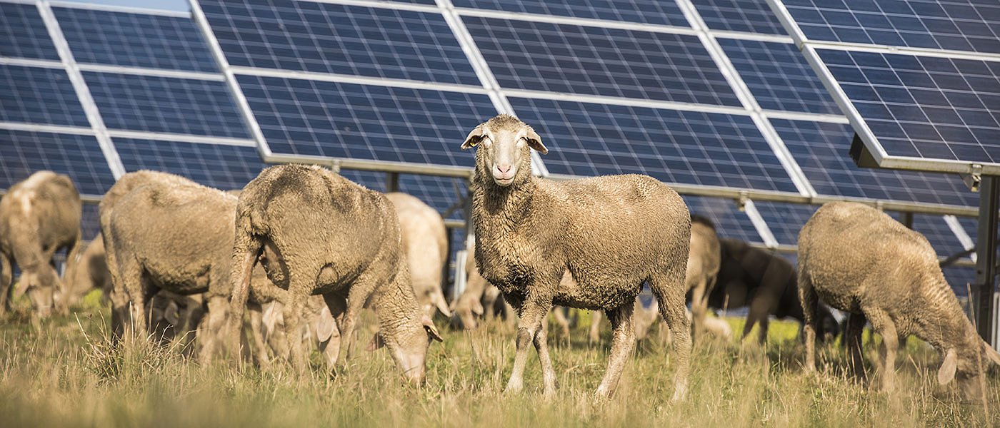 25 ευρώ αιγοπρόβατο και 100 αγελάδα ζητούν οι Θεσσαλοί, όχι φωτοβολταϊκά σε βοσκοτόπια