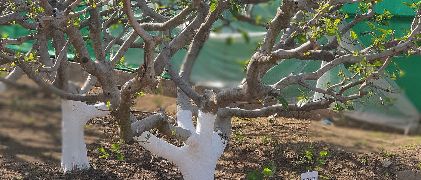 Κλαδέμα και σωστή λίπανση στην συκιά για καλή παραγωγή