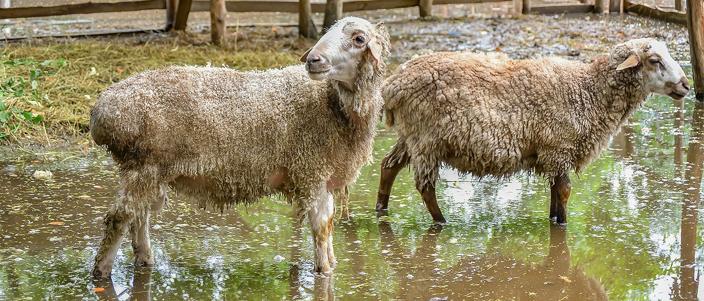 Ζώα πνιγμένα και στάβλοι πλημμυρισμένοι στον κάμπο Λεσινίου, εικόνες καταστροφής