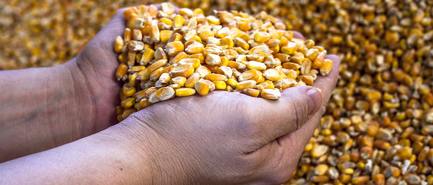 Ράλι τιμών στο καλαμπόκι, ερωτηματικό οι εκτάσεις τη νέα σεζόν