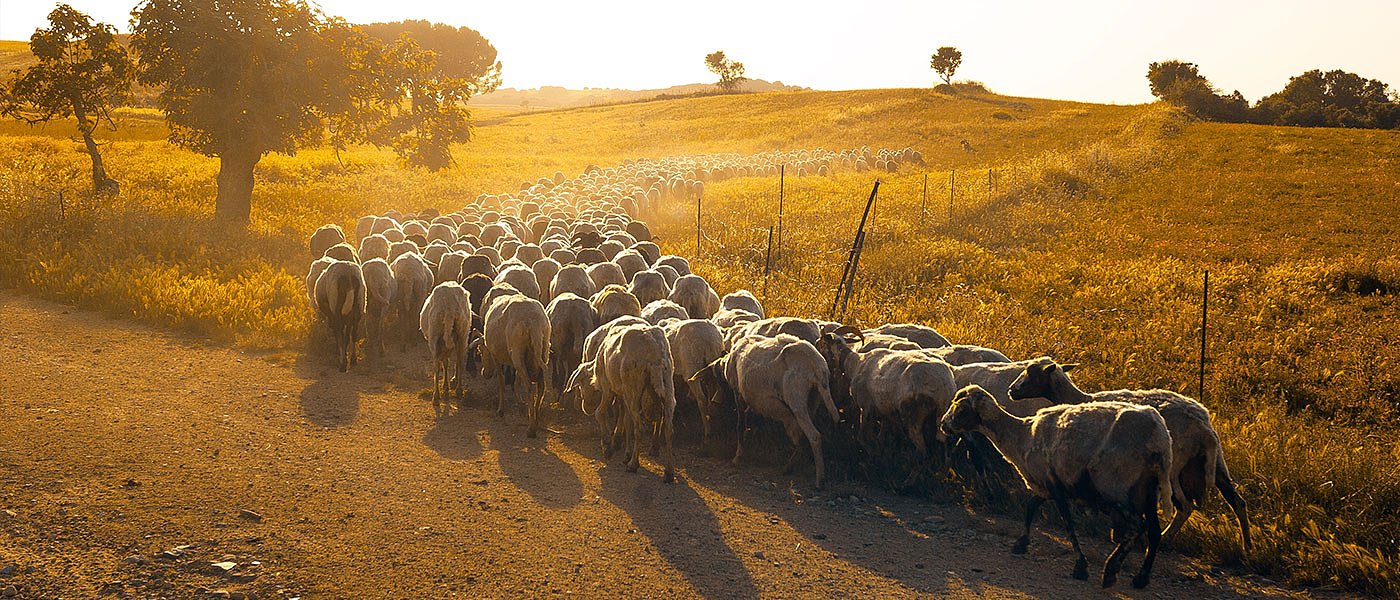 Ποια είναι η νέα φυλή προβάτου «Κάρλα» και ποια η θέση της «Αμάλθειας»