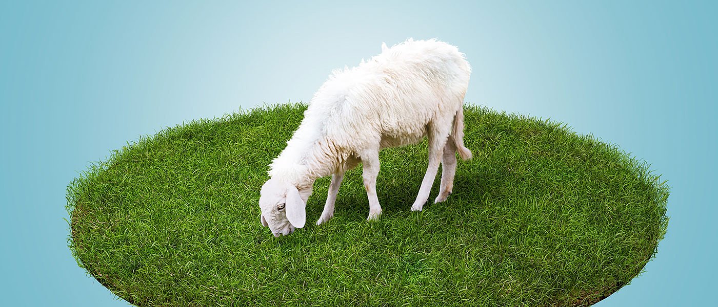 Σχέδια Βόσκησης: Μάρτιο διαγωνισμοί σε 5 περιφέρειες, στις υπόλοιπες θα γίνουν από ΥπΑΑΤ