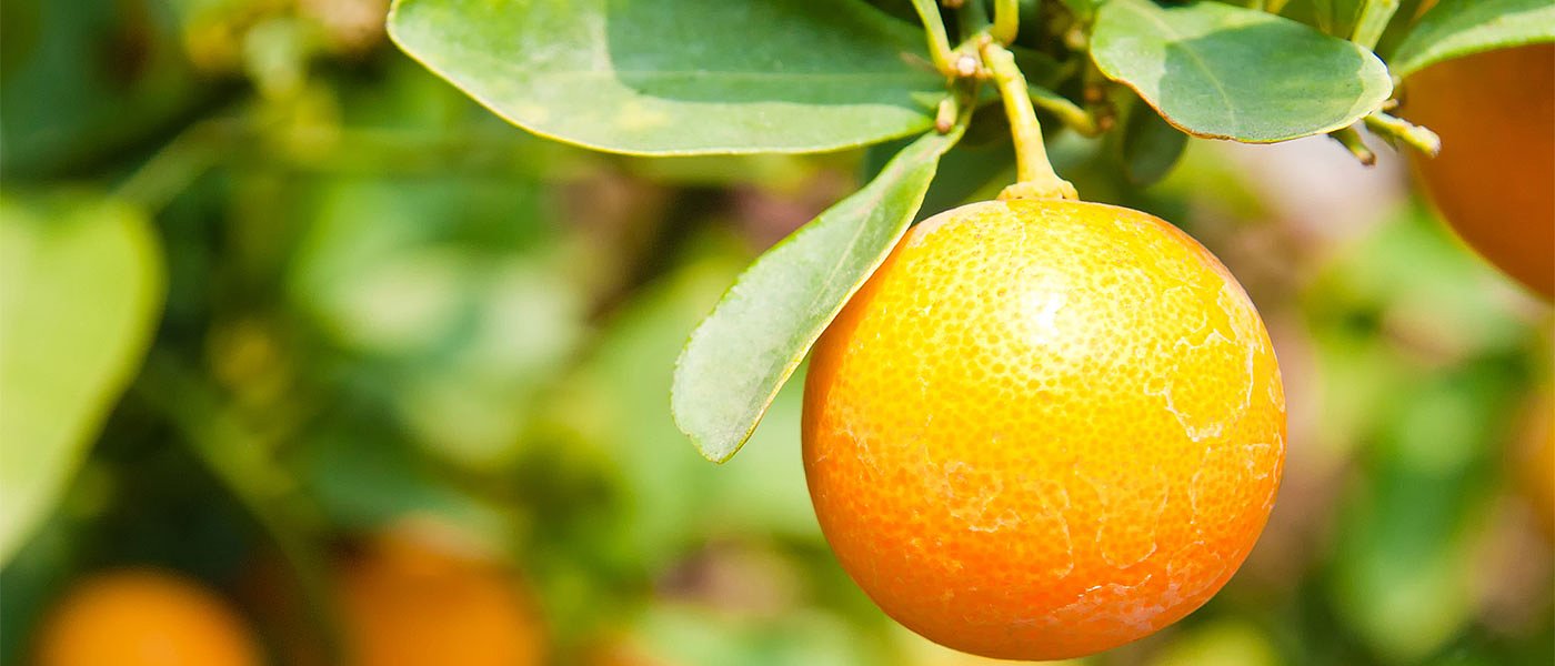 Τρόπο αναζητά ο ΕΛΓΑ να αποζημιώσει την ακαρπία στα πρώιμα πορτοκάλια