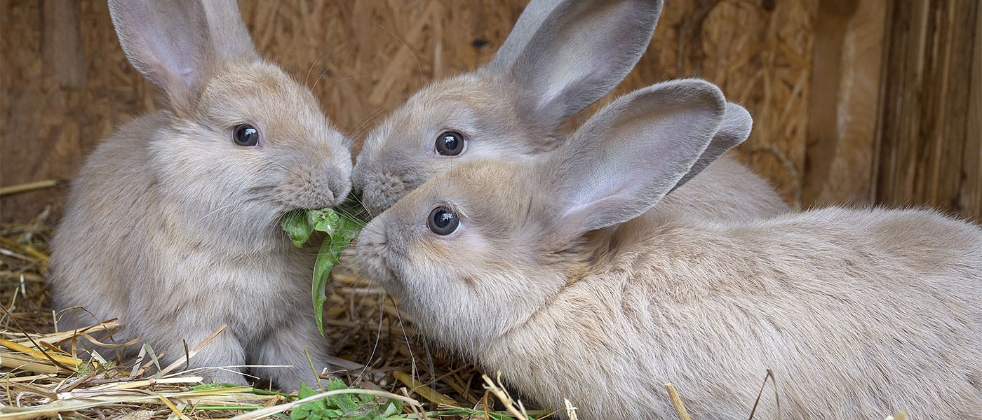 Ακτινογραφία της παγκόσμιας αγοράς κρέατος κουνελιού, υπό πίεση η κατανάλωση