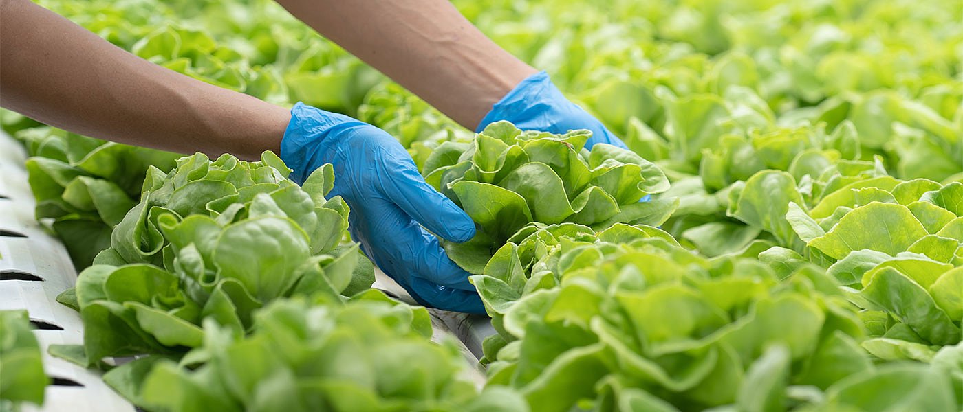 Ακριβά πληρώνεται το ντόπιο μαρούλι, που έχασε ποσότητες όμως από τον πάγο