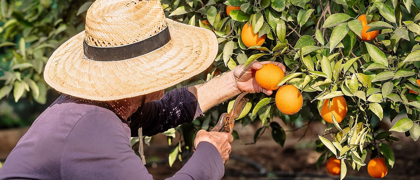 Παράταση αιτήσεων από πολίτες τρίτων χωρών για εργάτες γης
