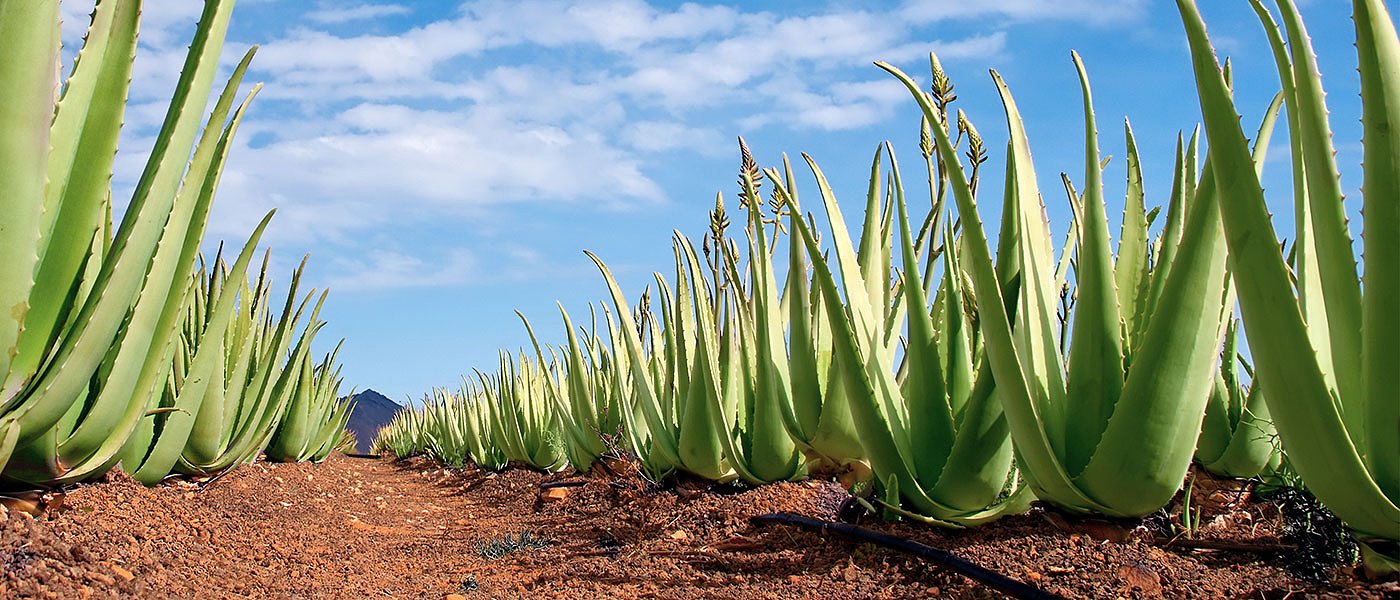 Δεν... περπάτησε η καλλιέργεια αλόης στη χώρα μας