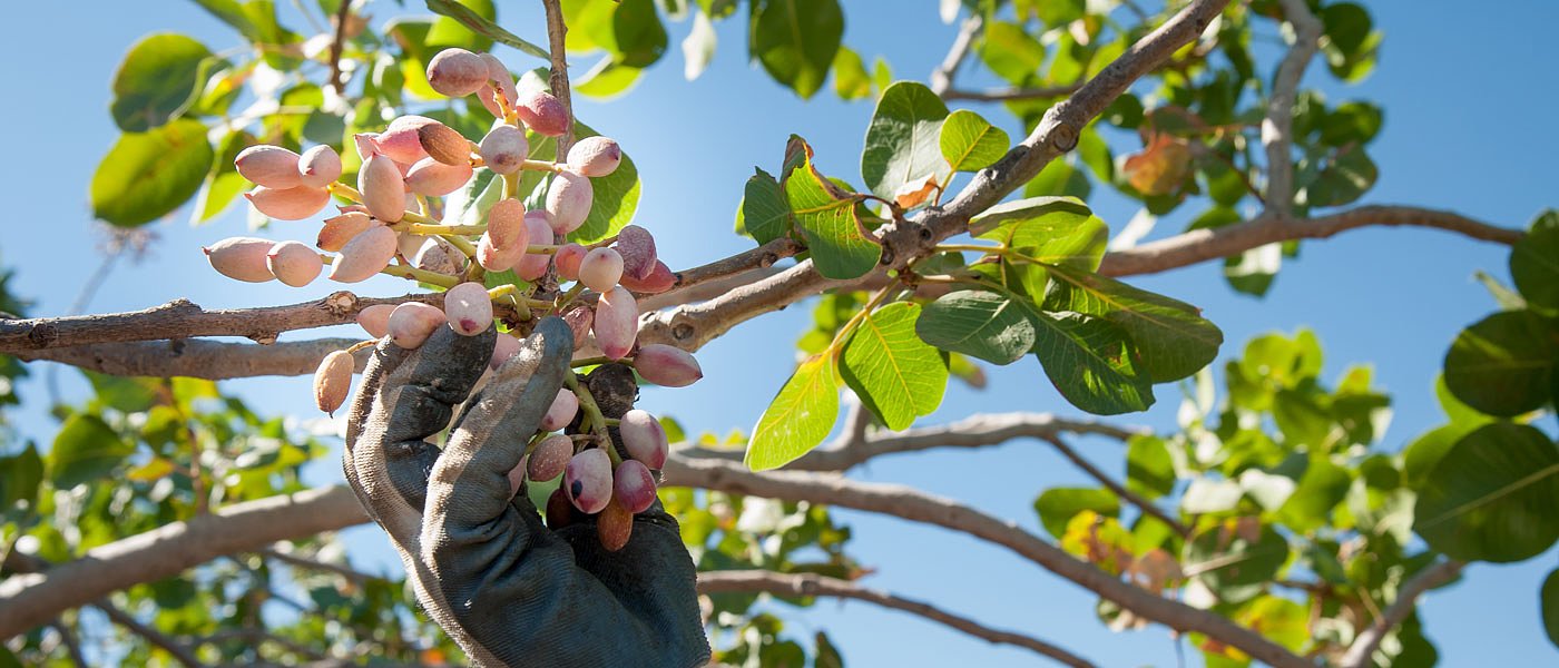 Ιταλοί και Ισραηλινοί έμποροι έκαναν την εμφάνισή τους στην χώρα μας για αγορά φιστικιών