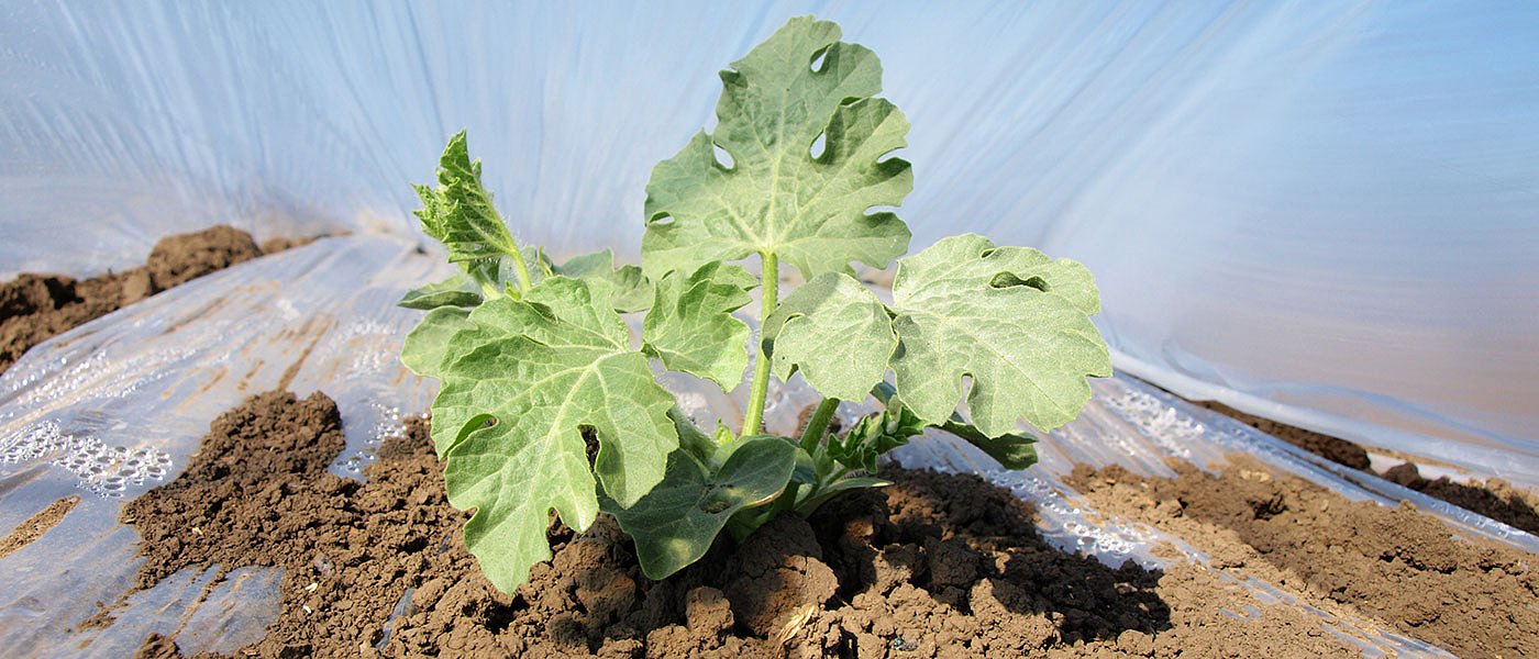 Τις επόμενες ημέρες ξεκινά ξεσκέπασμα στα πρώιμα καρπούζια, κόστος 1.300 ευρώ το στρέμμα