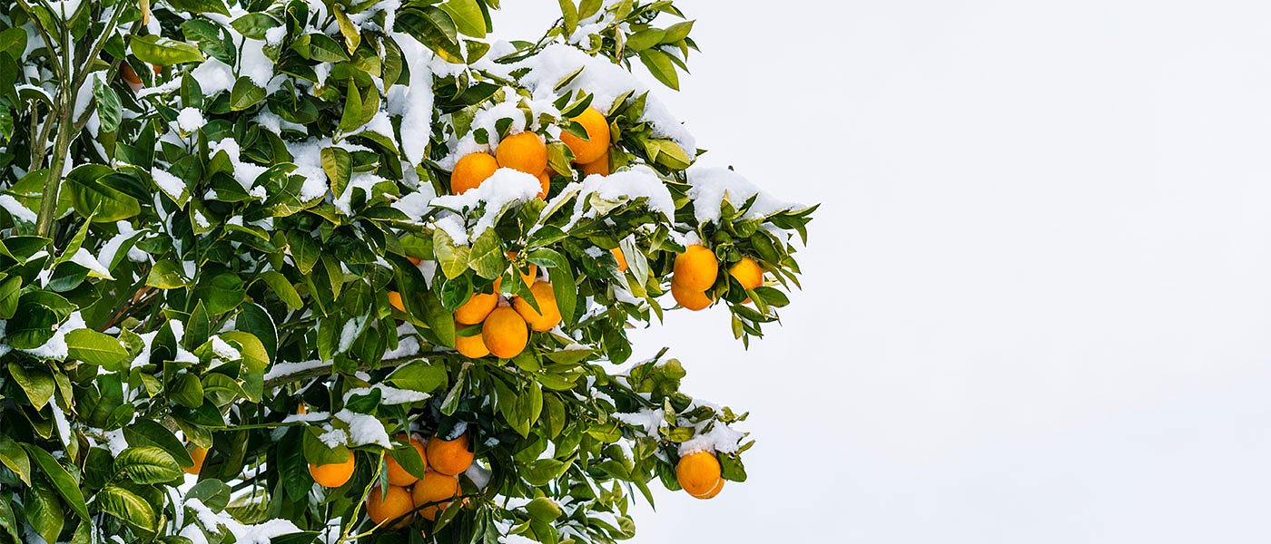 Φόβοι για ζημιές από τον παγετό στην Αργολίδα σε πορτοκάλια και πυρηνόκαρπα