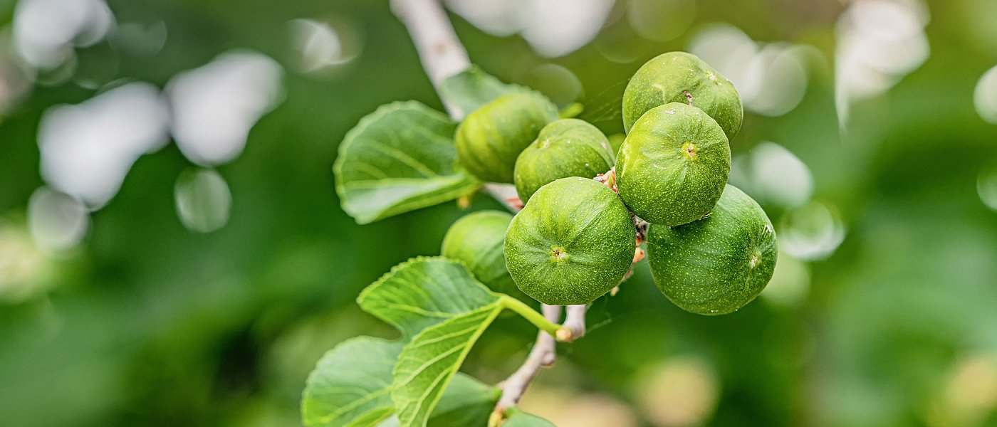 Ξεκίνησε η συγκομιδή πρώιμων σύκων, προβλέψεις παραγωγής ανά περιοχή και που κυμαίνονται οι τιμές
