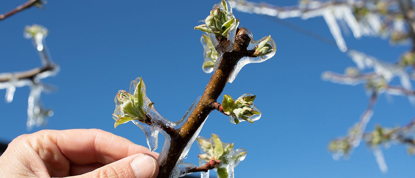 Τι πληρώνει Ιούλιο ο ΕΛΓΑ, πότε θα δοθούν προκαταβολές για ζημιές από παγετό