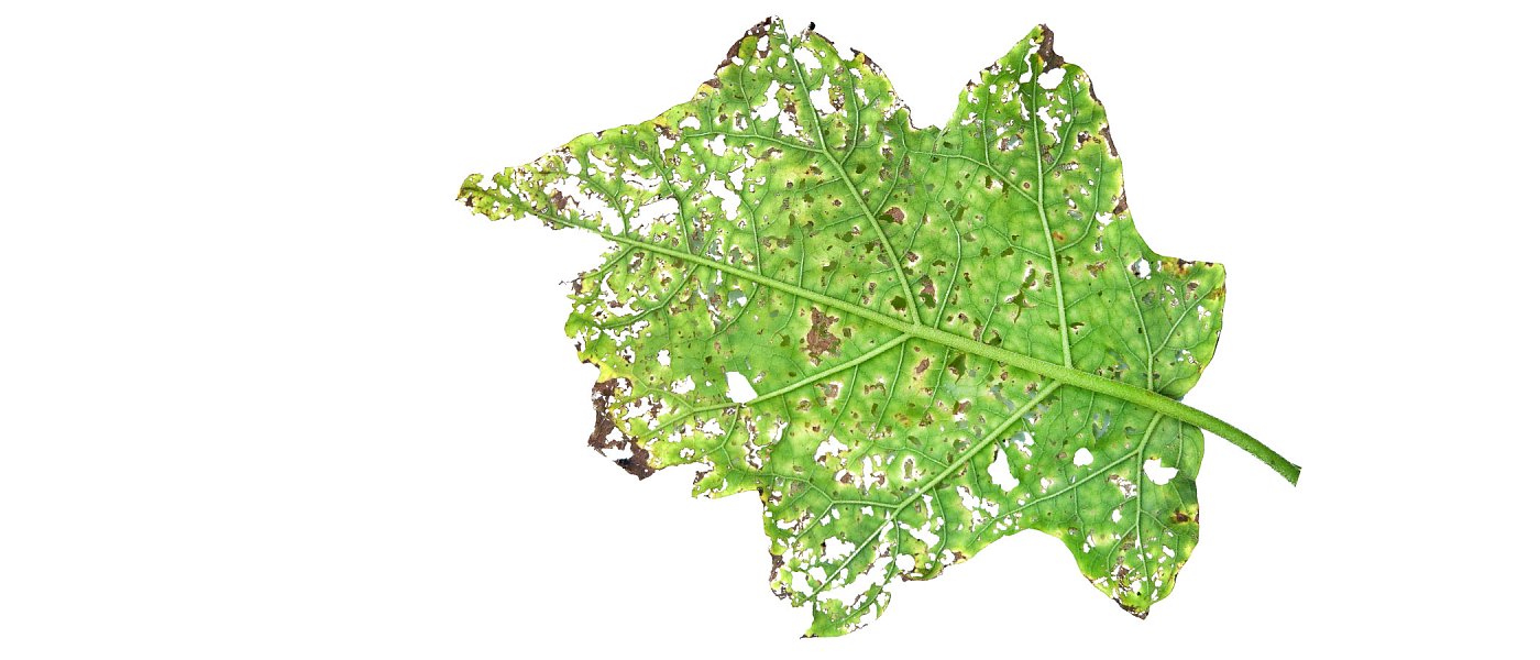 Βιολογία και Οικολογία των Εντόμων - τι αναφέρθηκε στο 20ο Εντομολογικό Συνέδριο