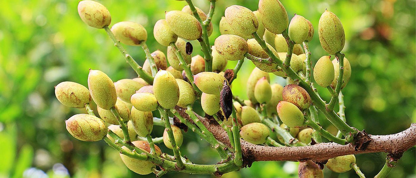 Λίπανση στη φιστικιά: Ένας χρήσιμος οδηγός για τον παραγωγό