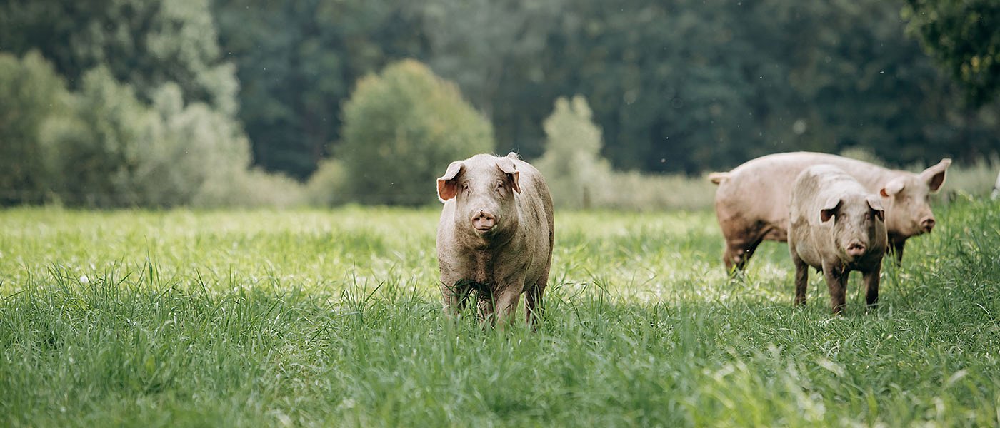 Κρούσμα Αφρικανικής Πανώλης των χοίρων στις Σέρρες, ανακοινώθηκαν μέτρα