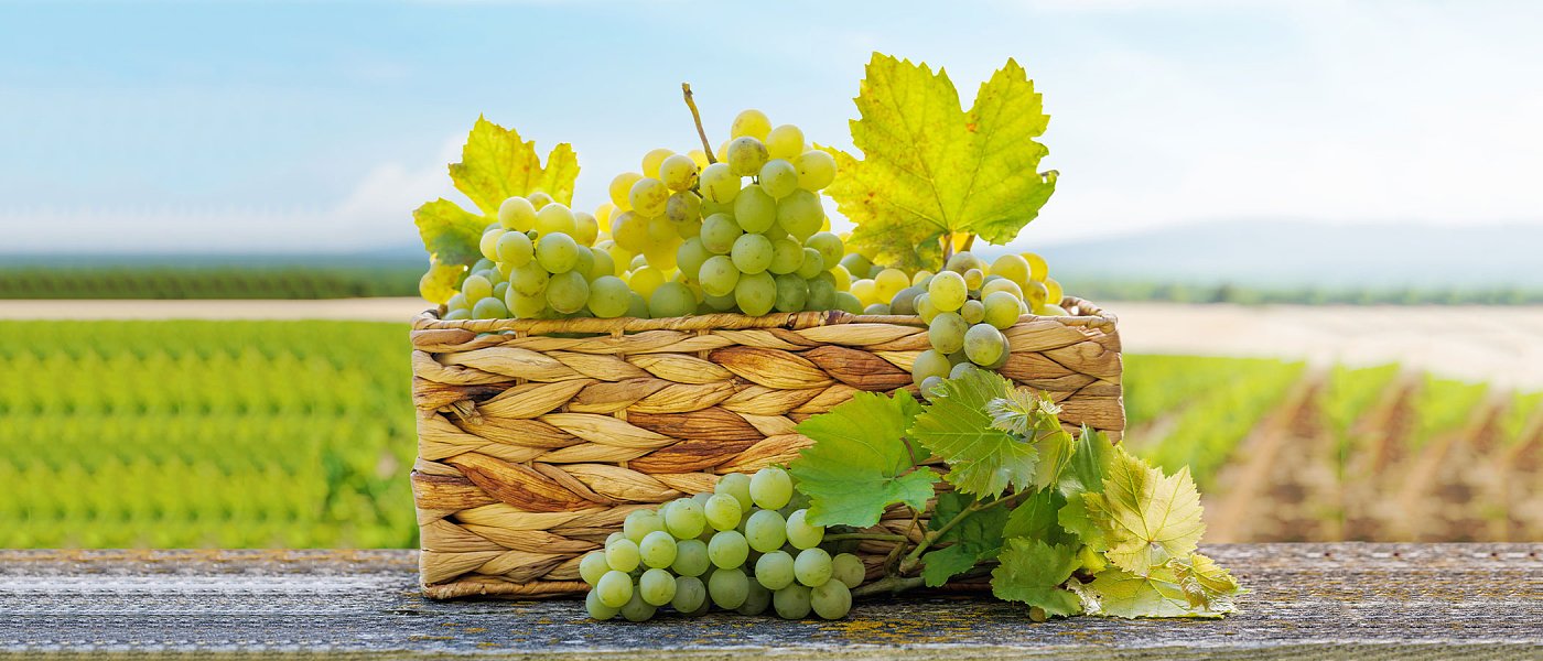 Για τρίτη συνεχή χρονιά μειωμένες ποσότητες οινοποιήσιμων σταφυλιών, αναμένεται αύξηση των τιμών