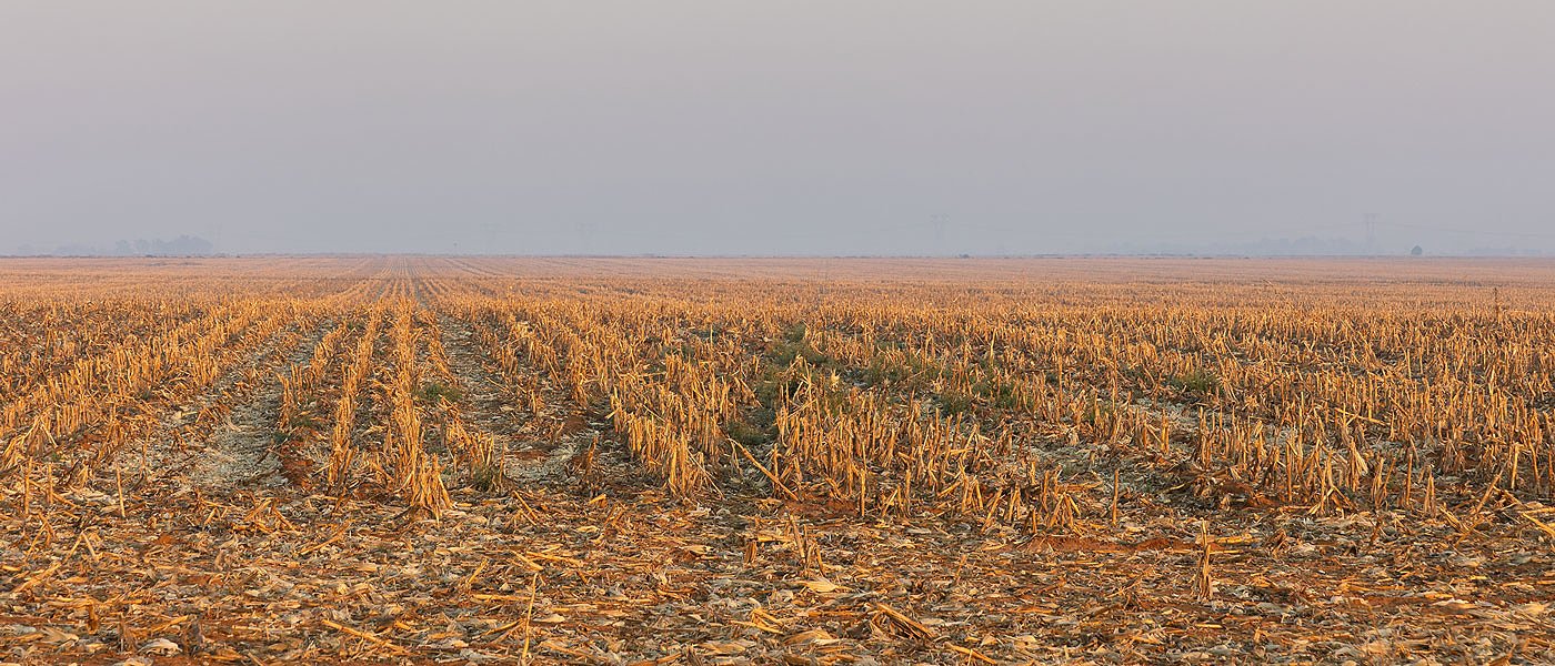 Μετά τη συγκομιδή του αραβόσιτου: τι πρέπει να κάνει ο παραγωγός και γιατί;