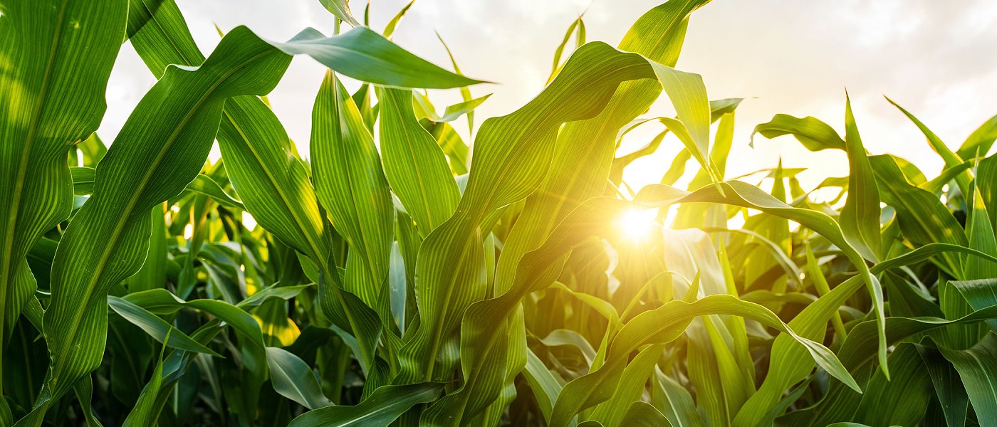 Με ποιους όρους θα πάρουν την συνδεδεμένη στο καλαμπόκι οι παραγωγοί