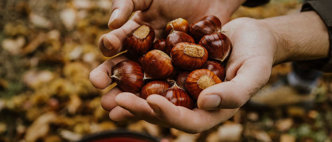 Ολοκληρώθηκε η συγκομιδή στα κάστανα, που κυμάνθηκαν οι φετινές τιμές