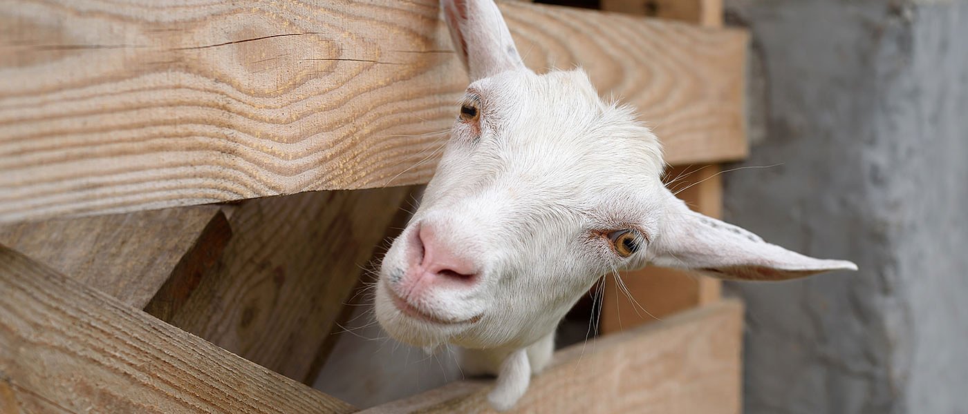 Δύο νέες συλλήψεις κτηνοτρόφων, έβοσκαν 30 κατσίκες και 60 πρόβατα λίγα μέτρα έξω από τους στάβλους τους