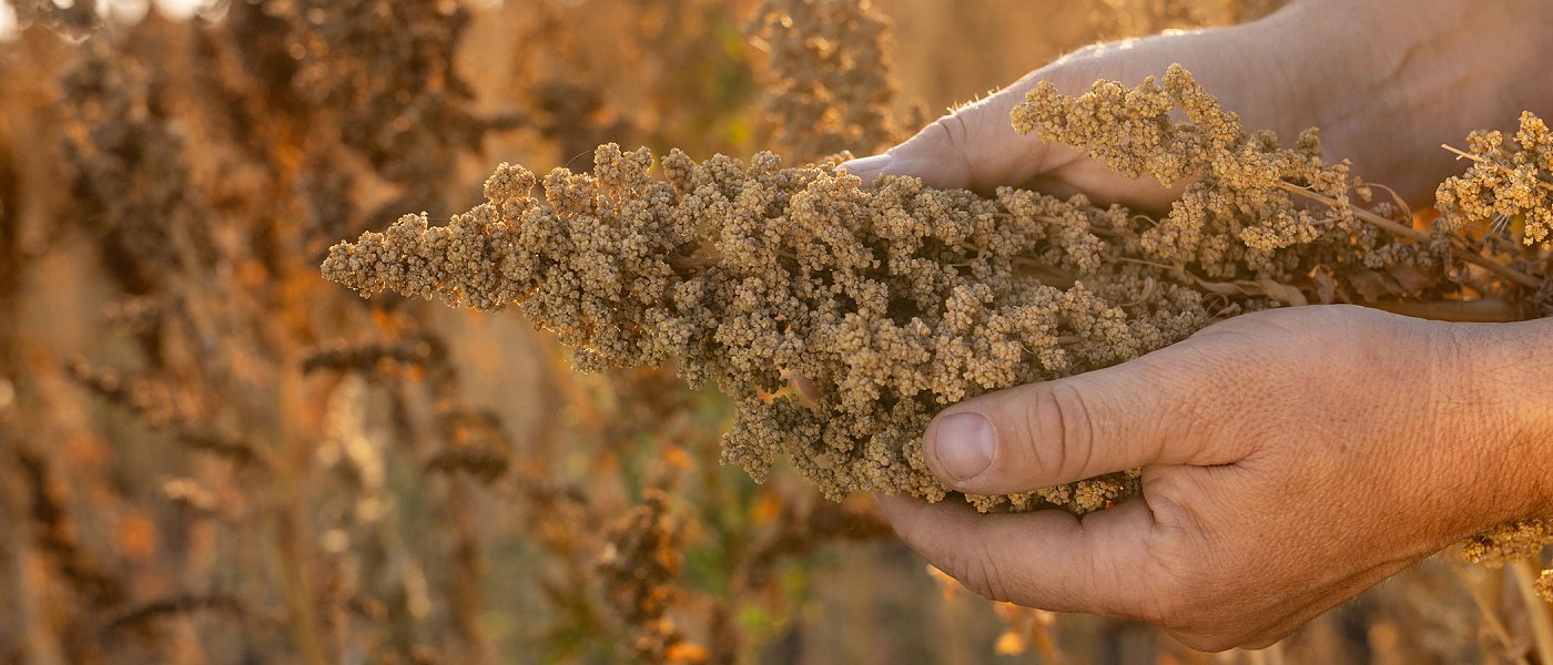 Κινόα: Καλλιέργεια με προοπτικές, αλλά και εμπόδια στην πράξη