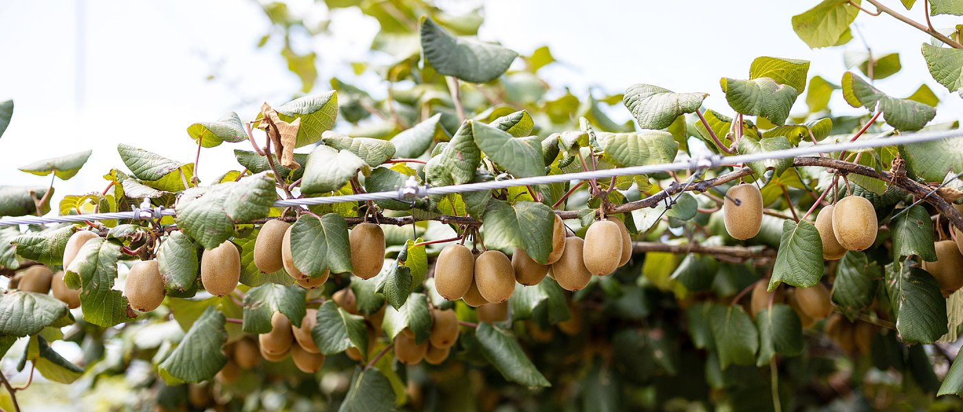 Προβλέψεις για καλές τιμές φέτος στα ακτινίδια, πρόβλημα όμως οι πρόωρες κοπές και το σύνδρομο κατάρρευσης (moria)