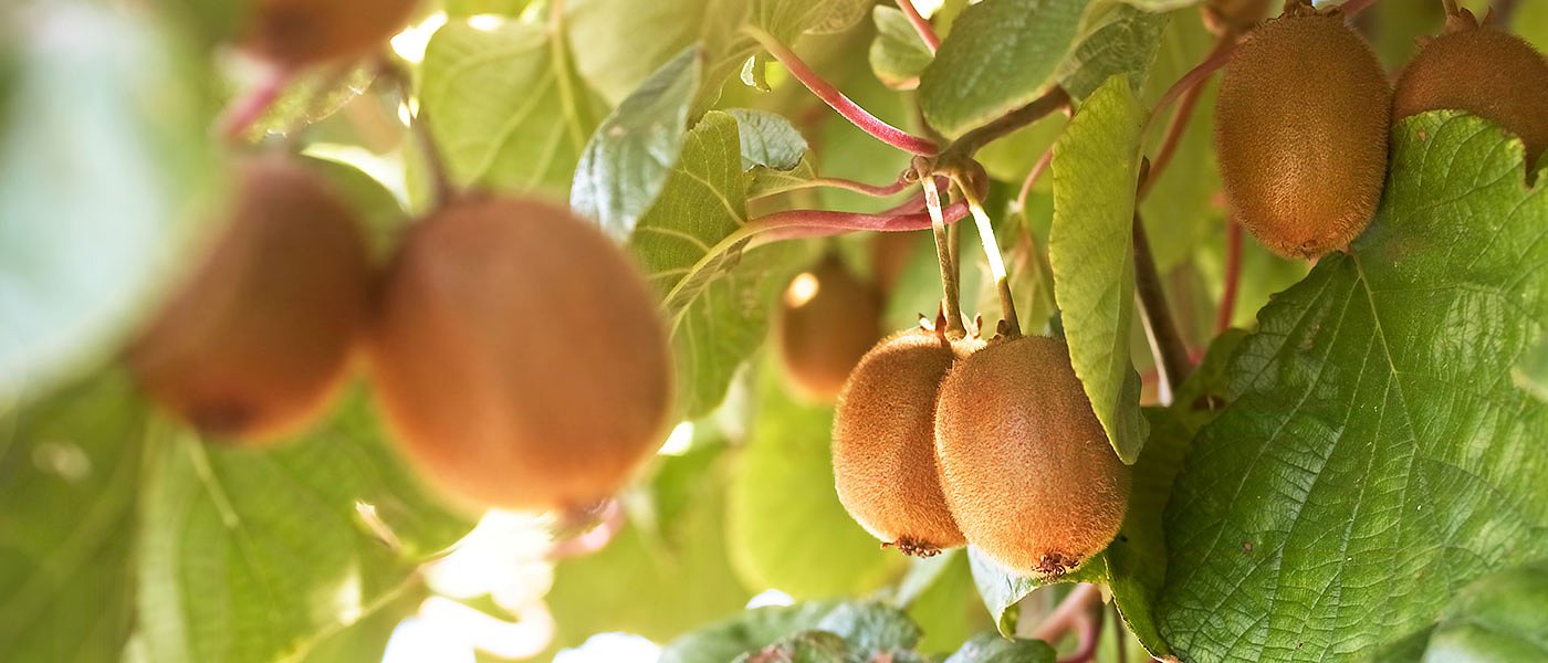 Προβλέψεις φετινής παραγωγής ακτινιδίων σε Ελλάδα, Ιταλία, Γαλλία και Ιβηρική