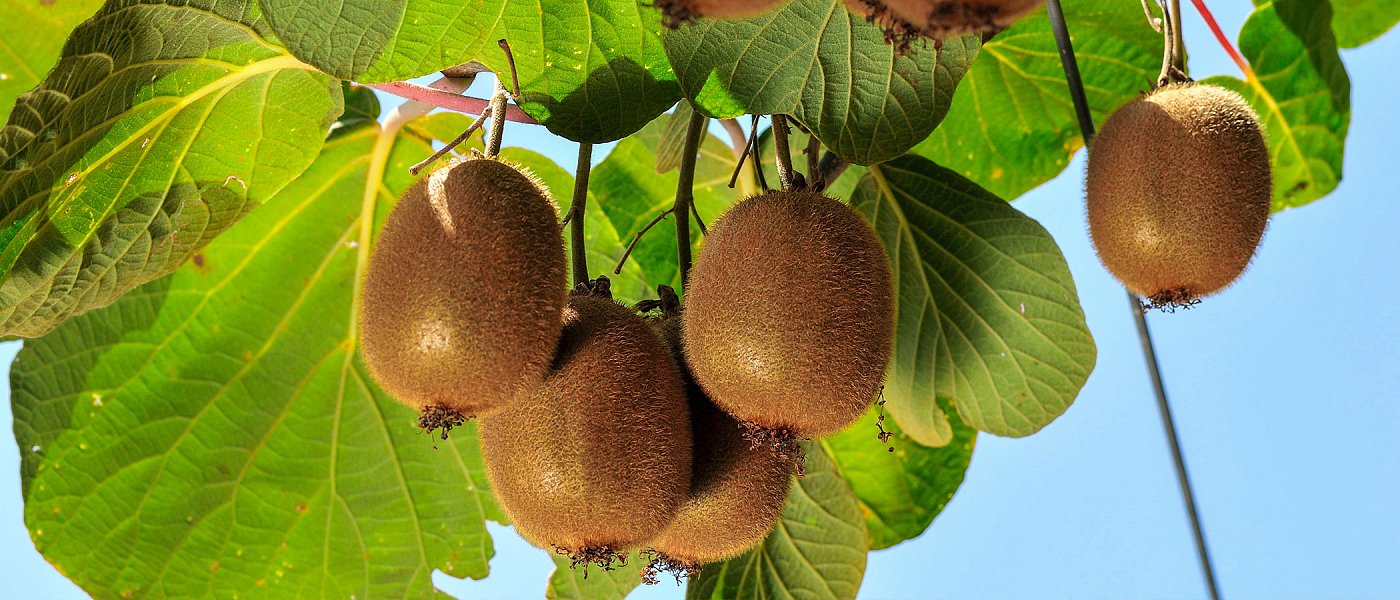 Η εικόνα της καρπόδεσης στα ακτινίδια, προβλέψεις παραγωγής και βασικά προβλήματα καλλιέργειας