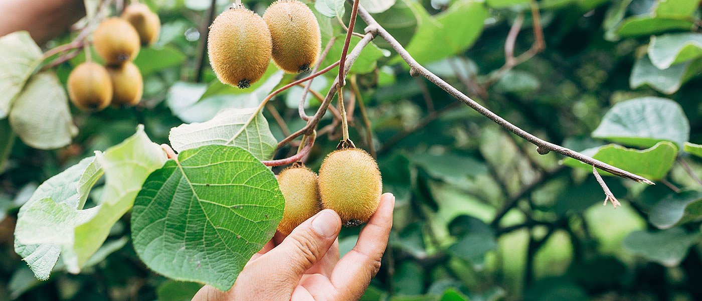 Έλεγχους για πρόωρες κοπές και παράνομη διακίνηση ακτινιδίων ζητά η Διεπαγγελματική, να καθοριστεί ημερομηνία στα Τσεχελίδη
