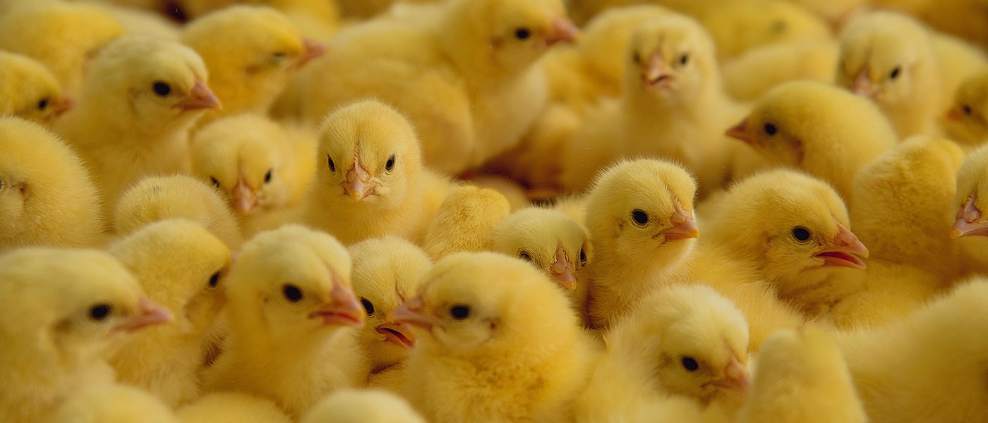 Καμπανάκι κινδύνου από πρόεδρο του συνεταιρισμού «Πίνδος» για απένταξη έργων λόγω καθυστερήσεων στο ΥΠΑΑΤ