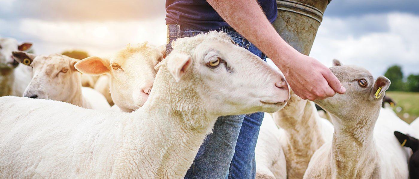 Σύλληψη κτηνοτρόφου στην Μαγνησία γιατί έβγαλε για βοσκή 200 πρόβατα