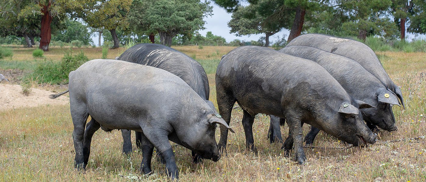 Με εξώδικο απαντούν κτηνοτρόφοι επειδή έμειναν απλήρωτοι για αυτόχθονες φυλές και πάνε Ευρωπαϊκή Εισαγγελία