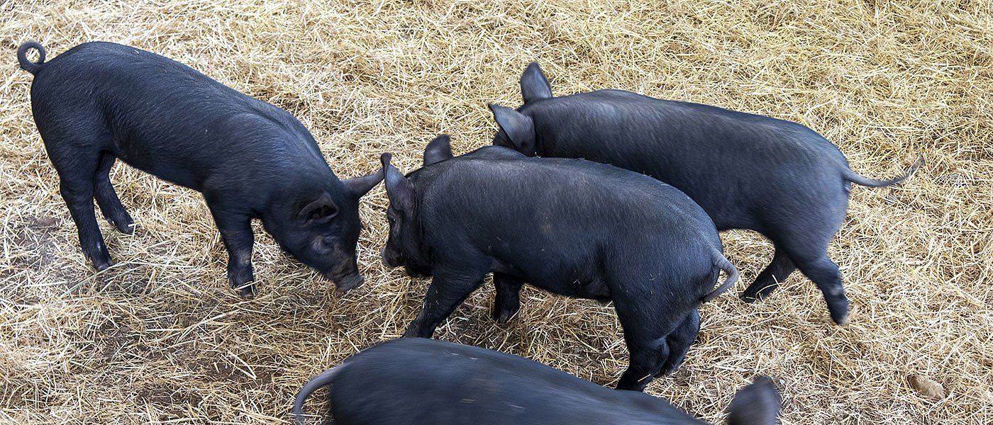 Όχι στην ιδιωτικοποίηση της πιστοποίησης των αυτόχθονων φυλών λέει η «Μυρτάλη»