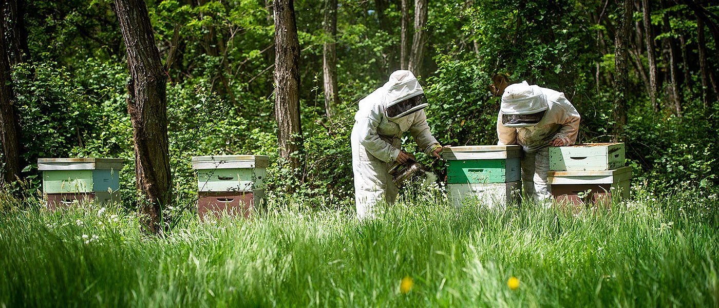 Εγκρίθηκε η επιχορήγηση στα μελισσοκομικά προγράμματα του 2026, ύψους 12,6 εκ. ευρώ, μέχρι πότε πρέπει να γίνει πληρωμή