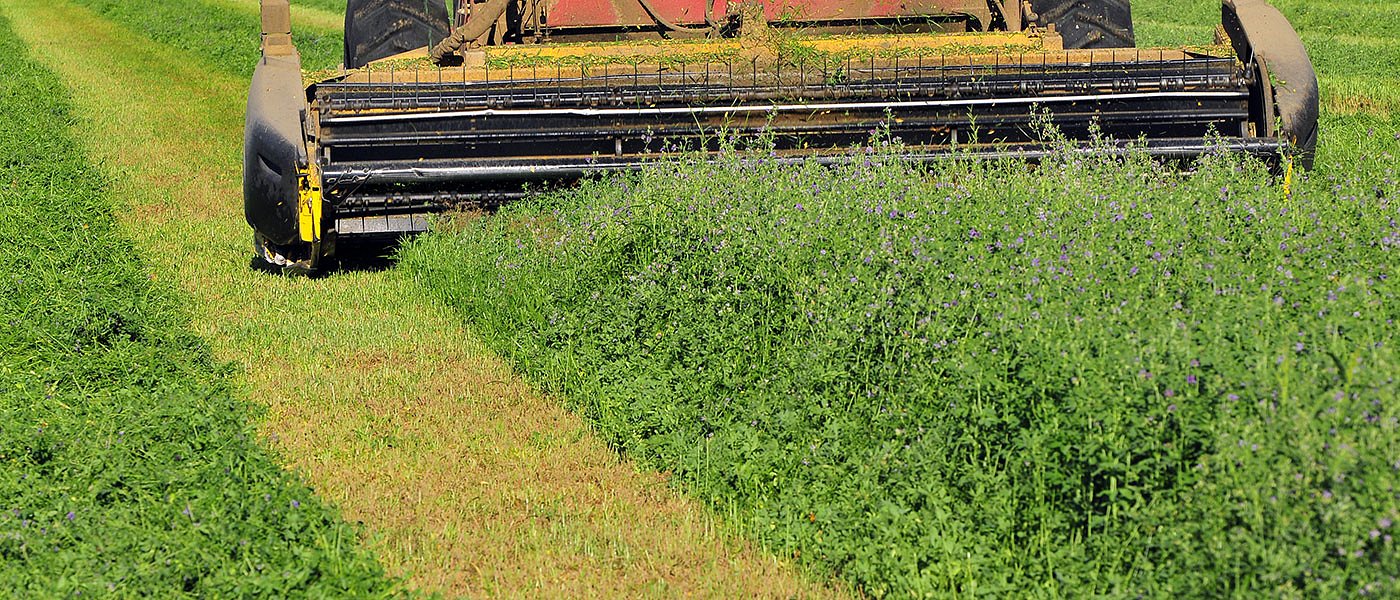 Που κυμαίνονται οι τιμές μηδικής στο τρίτο χέρι, αυξημένο το κόστος άρδευσης