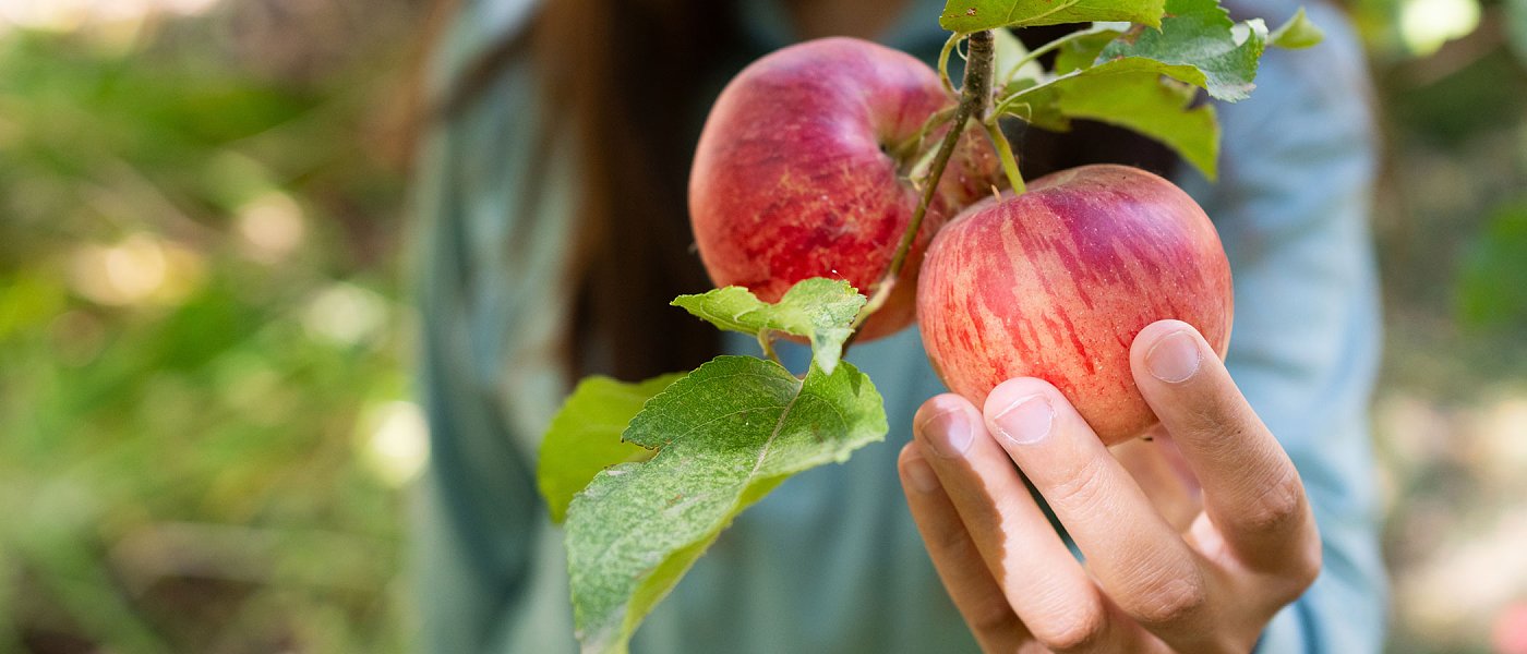 Μήλα: Σε εξέλιξη η συγκομιδή - η εικόνα παραγωγής και ποιότητας στις βασικές περιοχές - που κυμαίνονται οι τιμές