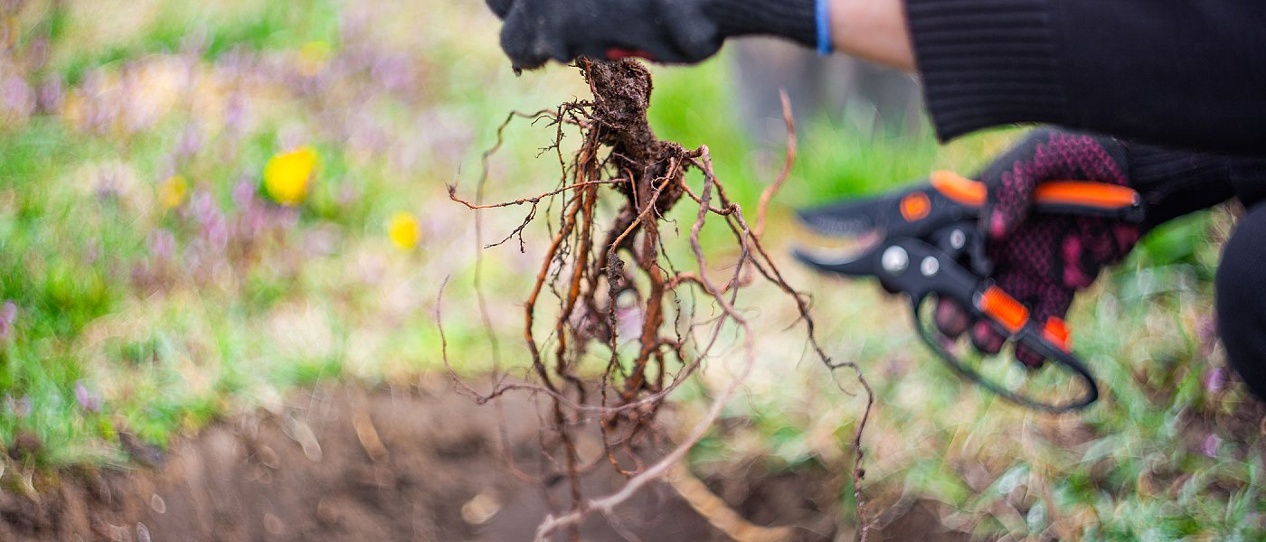 Τι θα πρέπει να προσέξει ένας παραγωγός όταν κάνει νέες φυτεύσεις στον οπωρώνα του